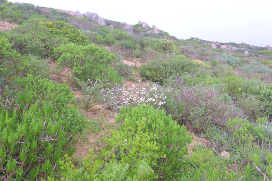 0 Bedroom Property for Sale in Steenbergs Cove Western Cape